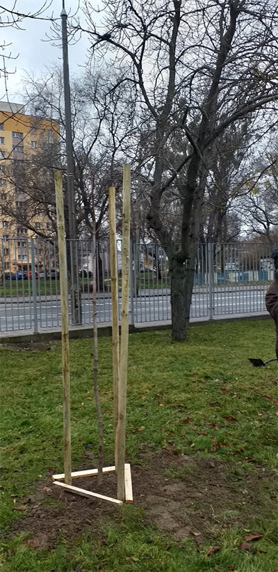 New plantings of trees and shrubs as part of the LIFE project